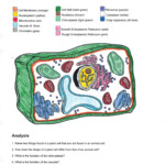 Membrane Structure And Function Worksheet Answers Waltery Learning