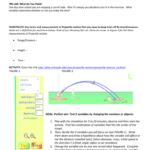 Projectile Motion Simulation Worksheet Answer Key Db excel